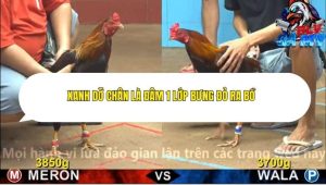 Trận 3 Bồ CPC4 ngày 30/11/2025