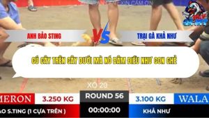 Trận 56 Bồ Tonhon 14/11/2025