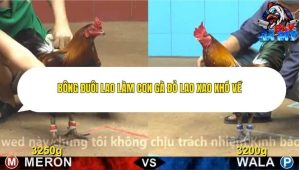 Trận 9 Bồ CPC4 ngày 29/11/2025