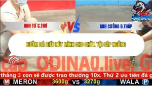 Trận 12 Bồ CPC5 11/12/2025