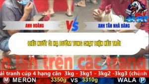 Trận 13 Bồ CPC5 ngày 1/12/2025